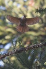 Lepidocolaptes falcinellus