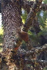 Lepidocolaptes falcinellus