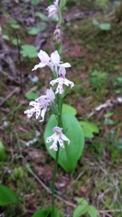 Galearis rotundifolia
