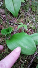 Galearis rotundifolia