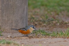 Microspingus lateralis