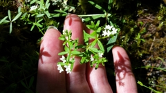 Galium labradoricum