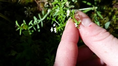 Galium labradoricum