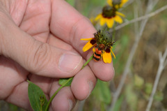 Trichodes bibalteatus