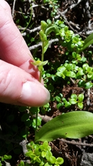 Platanthera obtusata