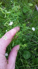 Stellaria longifolia