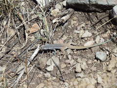 Aspidoscelis scalaris