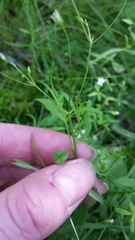 Stellaria longifolia