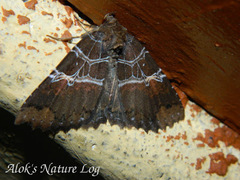 Sypnoides fumosa