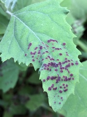 Norvellina chenopodii