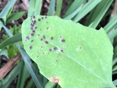 Norvellina chenopodii