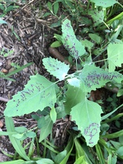 Norvellina chenopodii