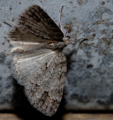 Microdes villosata