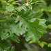 Quercus × bebbiana - Photo (c) bouletr, μερικά δικαιώματα διατηρούνται (CC BY-NC), uploaded by bouletr