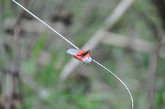 Acraea ranavalona