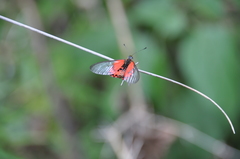 Acraea ranavalona