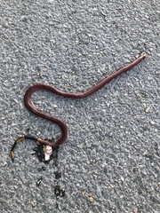 Micrurus diastema alienus