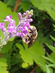 Anthidium manicatum