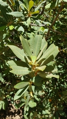 Chrysolepis sempervirens