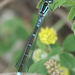 Prairie Bluet - Photo (c) Cameron Eckert, some rights reserved (CC BY-NC), uploaded by Cameron Eckert