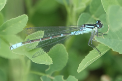 Coenagrion angulatum