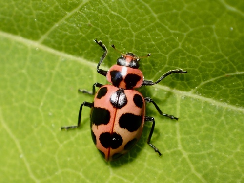Spotted Pink Lady Beetle, photo 3 of 10