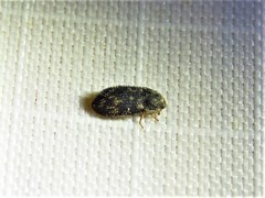 Eucicones marginalis