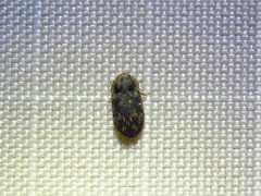 Eucicones marginalis