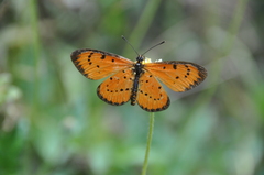 Acraea zitja