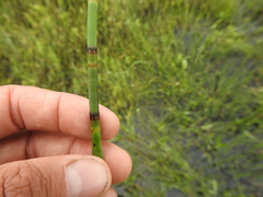 Equisetum fluviatile