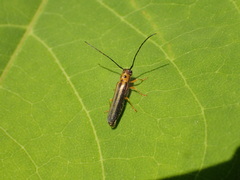 Oberea tripunctata