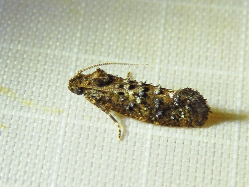 Cresson's Grass Tubeworm Moth photo 5
