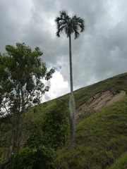 Dypsis decipiens