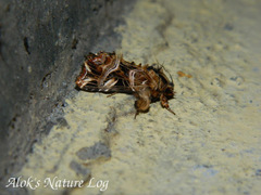 Callopistria repleta