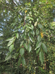 Prunus pendula