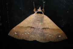 Ophyx ochroptera