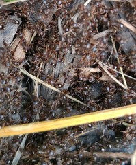 Tetramorium immigrans