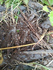 Tetramorium immigrans