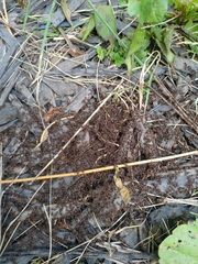 Tetramorium immigrans