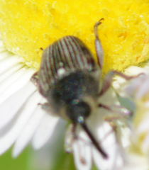Odontocorynus umbellae