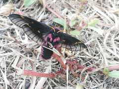 Paradirphia fumosa