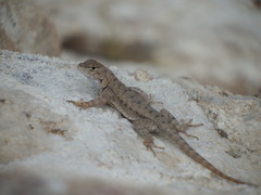 Sceloporus merriami
