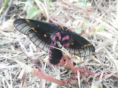 Paradirphia fumosa