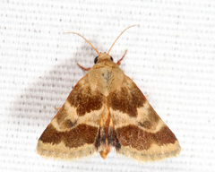 Schinia lynx
