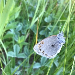 Coenonympha haydenii