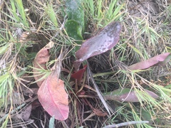 Limonium californicum