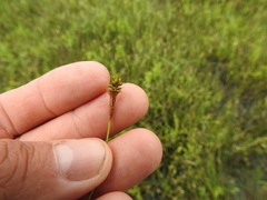 Carex exilis
