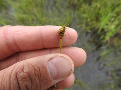 Carex exilis