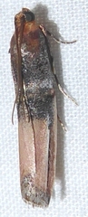 Dasypyga alternosquamella