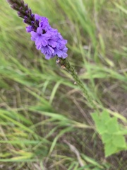 Verbena stricta